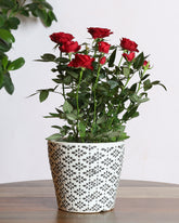 نبات ورد الجوري